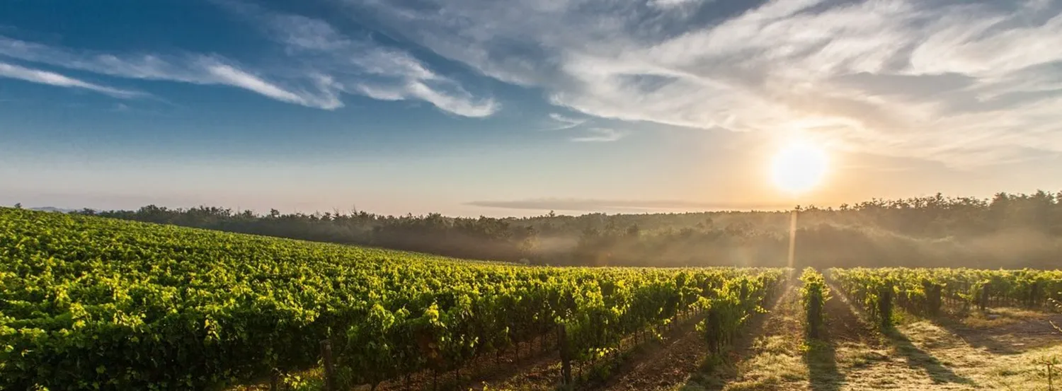 ramoneur les sorinieres